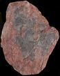 Large, x Scyphocrinites Crinoid Plate - Morocco #45098-1